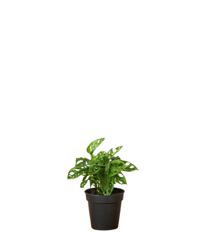 Monstera Leichtlinii