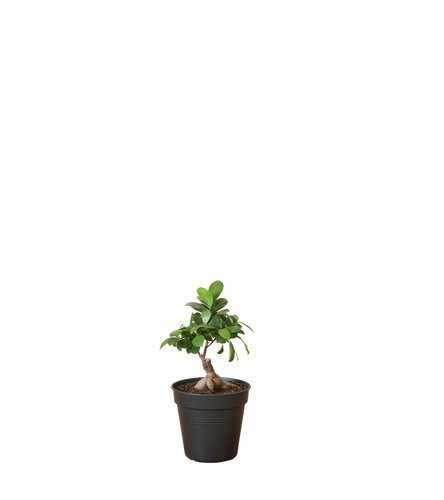 Ficus Bonsai Ginseng