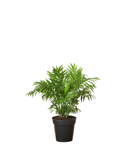 Mexikanische Bergpalme