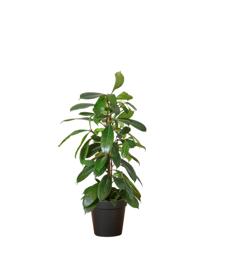 Afrikanischer Feigenbaum