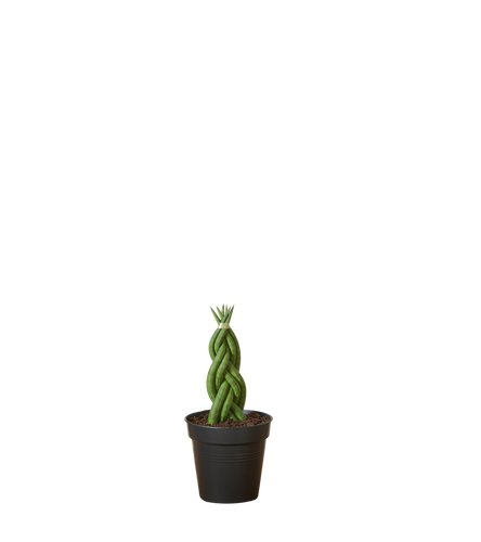 Bogenhanf geflochtener Mikado