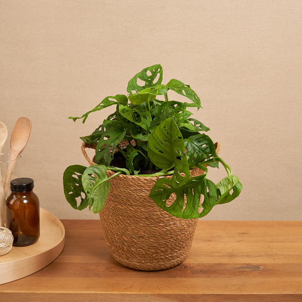 Monstera Leichtlinii – ruuds