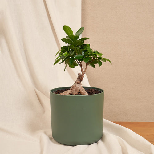 Ficus Bonsai Ginseng – ruuds