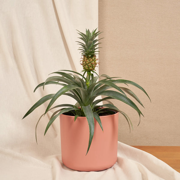 Zierananas – ruuds