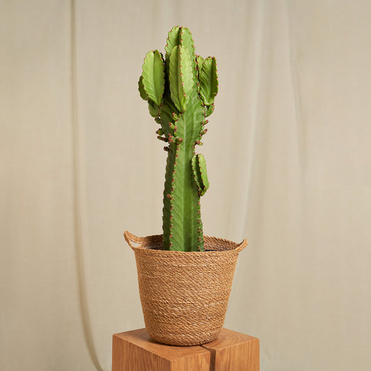 Arizona Kaktus