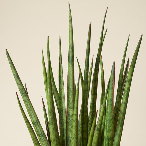 sansevieria spaghetti Bogenhanf Spaghetti – ruuds