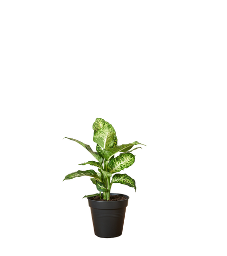 Dieffenbachia