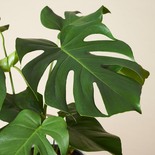 fensterblatt monstera deliciosa erfahrungsbericht Monstera deliciosa – ruuds