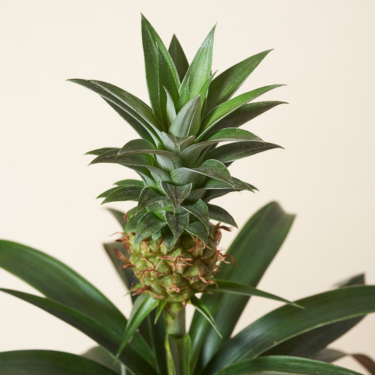 Zierananas