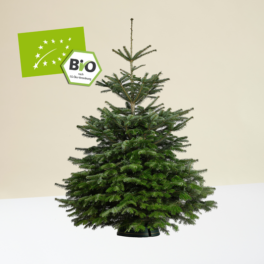 Weihnachtsbaum Bio